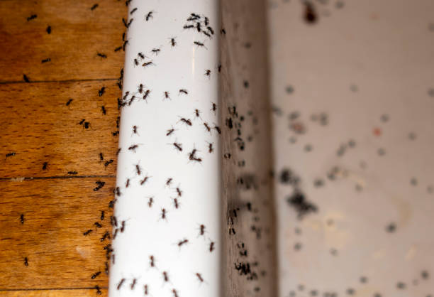 Best Wildlife Control Services  in Fishersville, VA
